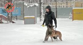 Аркан – 7 месяцев.